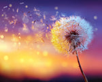 Dandelion at sunset glow cross stitch kit for beginners