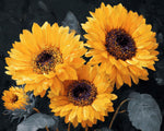 Dark tone golden sunflowers cross stitch kit for beginners