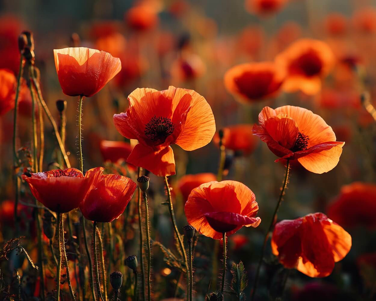 Golden hour poppy field cross stitch kit for beginners