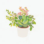Mixed succulent houseplant cross stitch kit for beginners