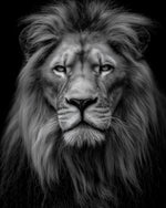 Noble black‑white lion cross stitch kit for beginners