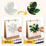 Before and after comparison showing a numbered potted plant illustration transformed into a finished botanical painting