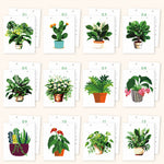 All 12 botanical painting designs featuring monstera, cactus, ferns and other potted houseplants