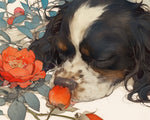 Puppy sleeping beside red roses cross stitch kit for beginners