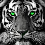 Striking tiger with green eyes cross stitch kit for beginners