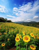 Sunflower valley view cross stitch kit for beginners