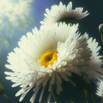 Sunlit white daisies cross stitch kit for beginners