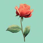 Vintage botanical red rose cross stitch kit for beginners