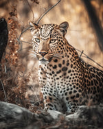 Wild leopard in savanna cross stitch kit for beginners
